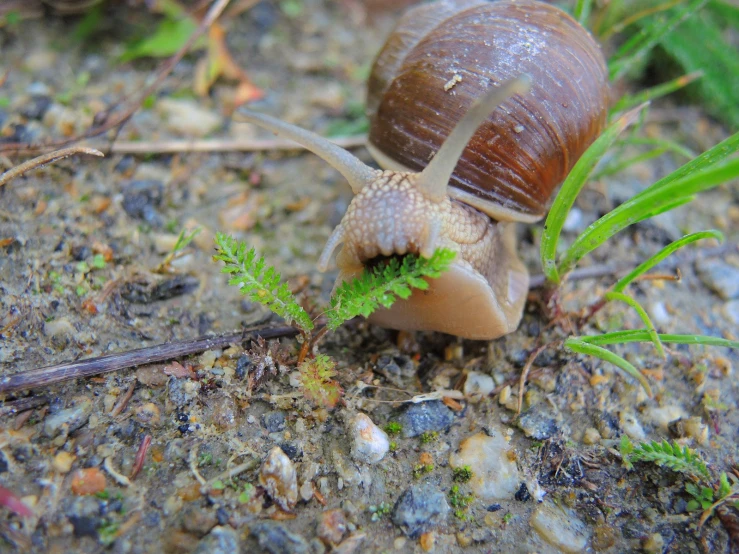 a brown snail crawling through the ground next to a green plant