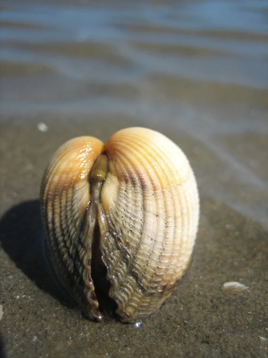 a shell that is on some sand near the water