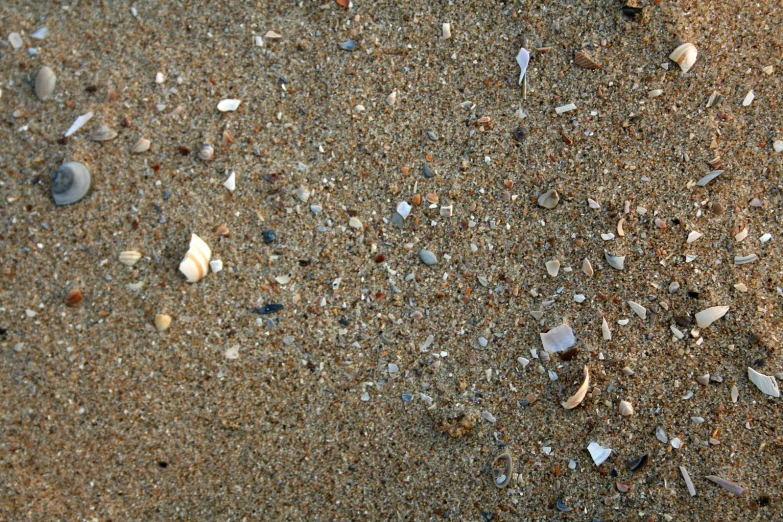 seashells on a sandy beach with a blue sea shell