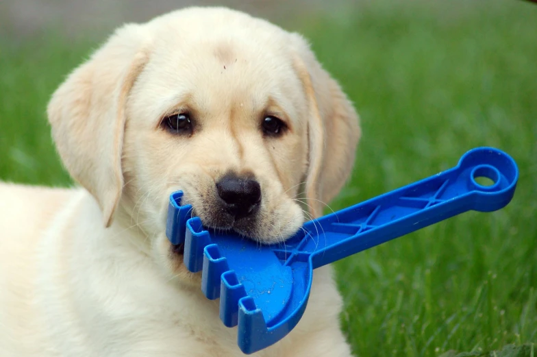the puppy holds a blue tooth brush in its mouth