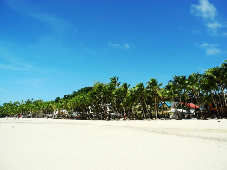 the beach at the resort has lots of palm trees