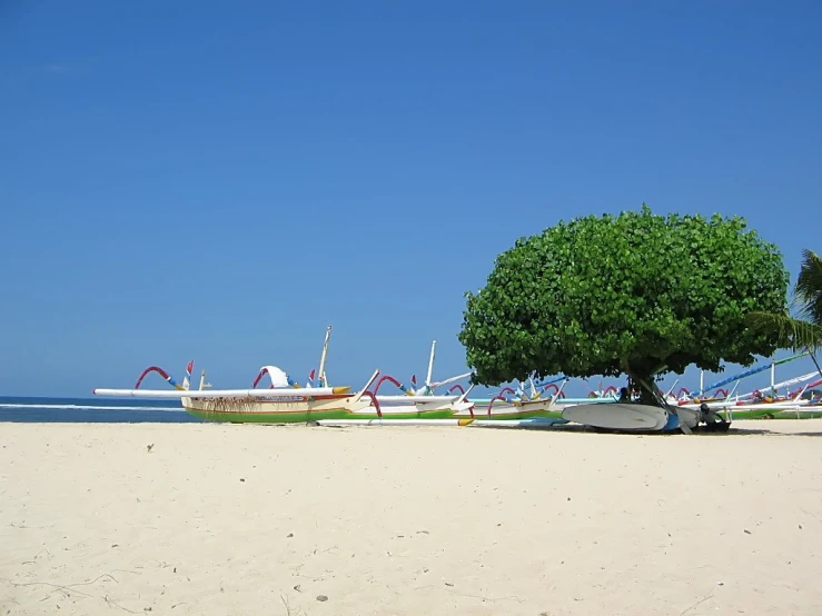 a tree sits on the beach in front of boats