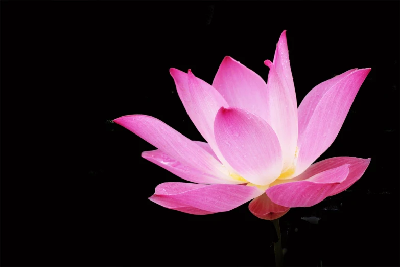 a pink flower on a black background