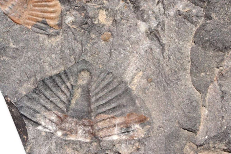 fossil specimens are seen in this close up view