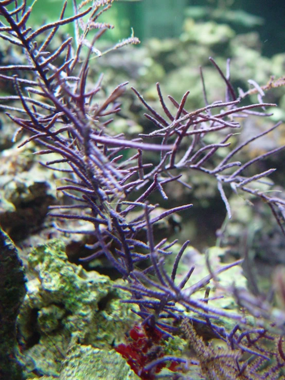 underwater plants and rocks covered in water