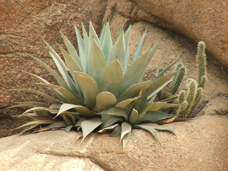 there are two cacti and one has green leaves