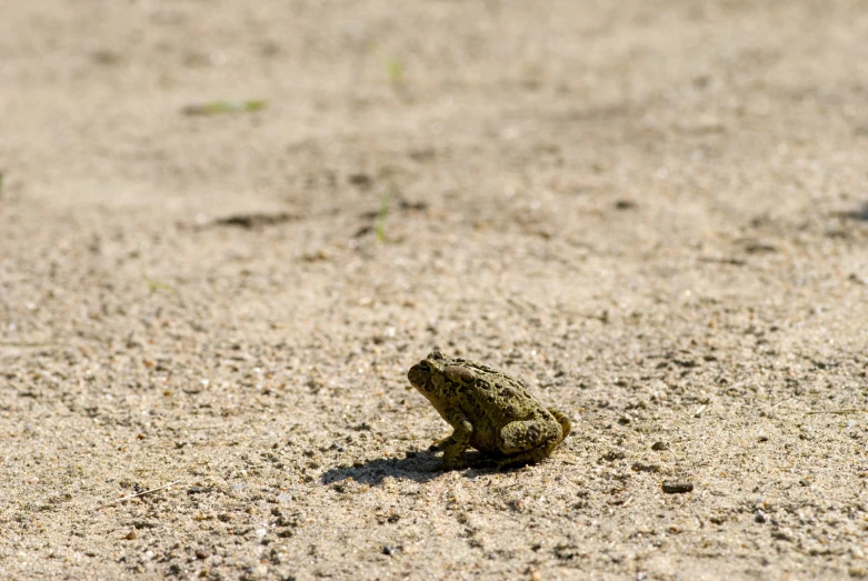 small frog sits on the ground with his head slightly tilted