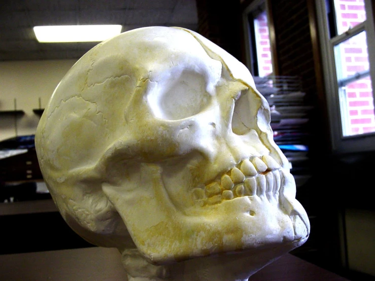 a white, articulated skull sitting on top of a table