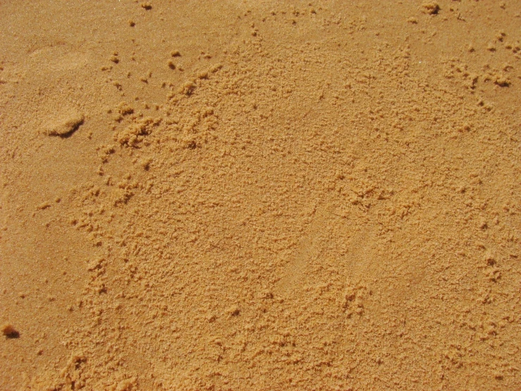 small, tiny, furry animal footprints make their way along the sand