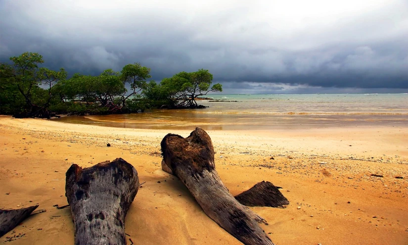 large tree trunks lie on the sandy shore of a beach