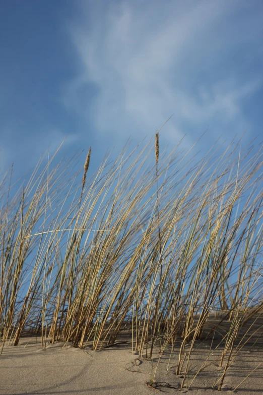 a tall grass sitting on top of a sandy beach