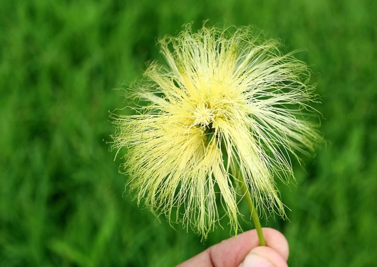 a hand holding a dandelion with the end in it