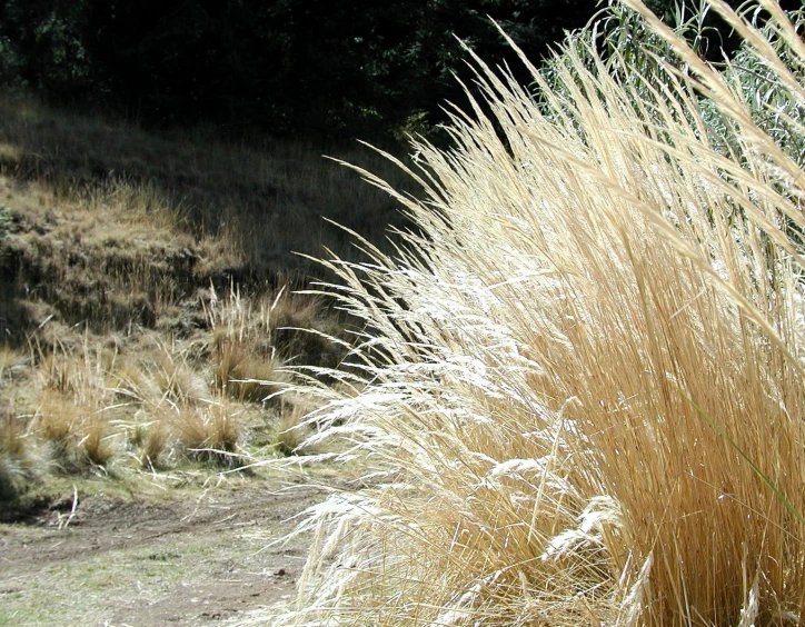 some very pretty brown and white grass near a hill