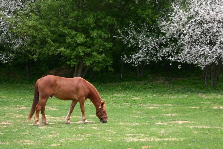 a brown horse eating grass in a field next to trees