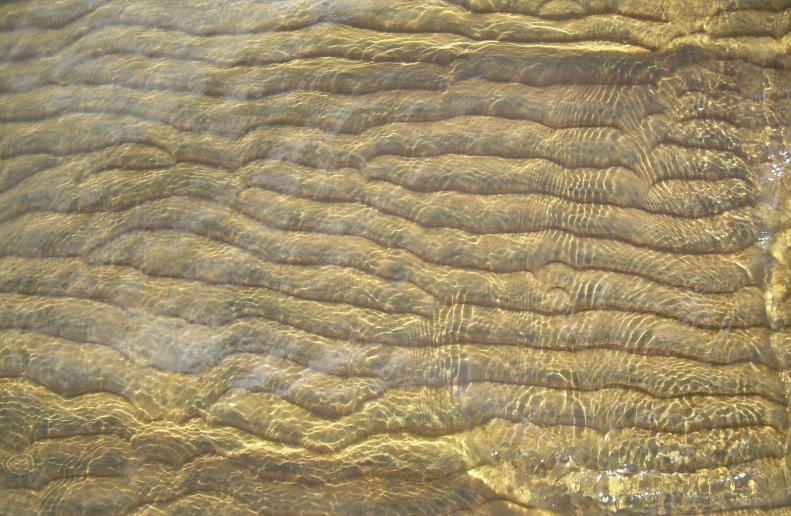 a close up of the wood of a elephant skin