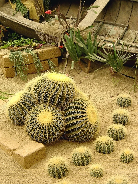 various cactus plants are placed around a small area