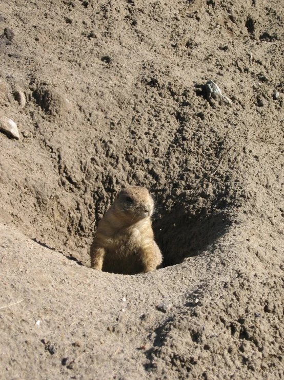 a small animal standing up in the middle of dirt