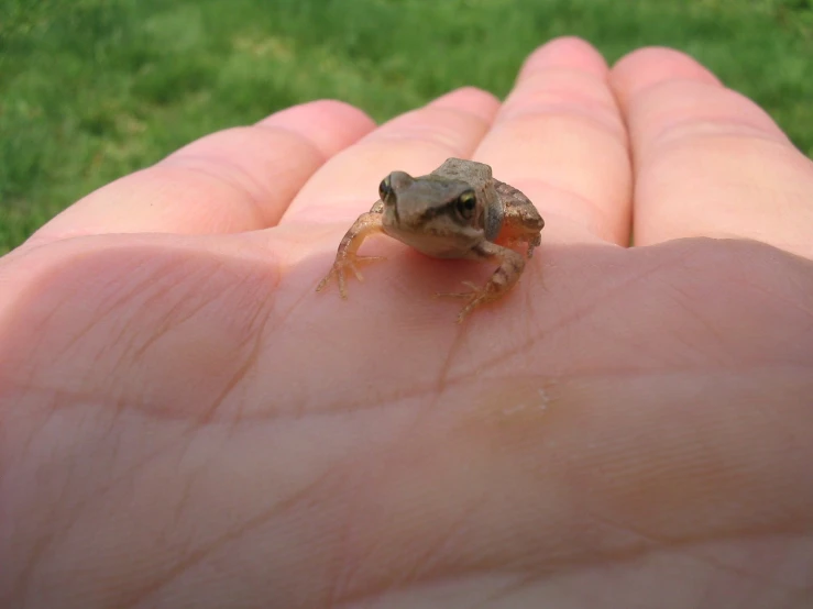 the small brown lizard is sitting on someone's palm