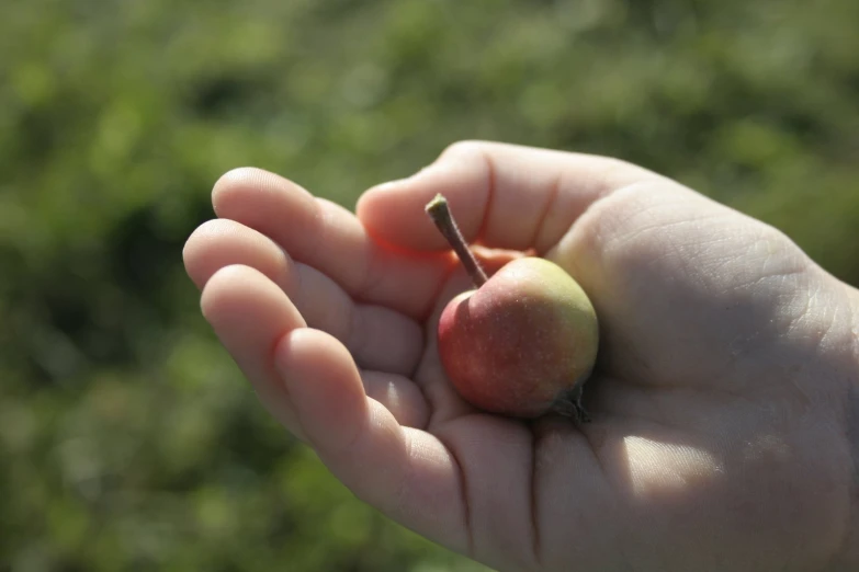 a hand that has a small peach in it