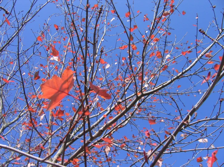 an orange origami kite hanging from a tree