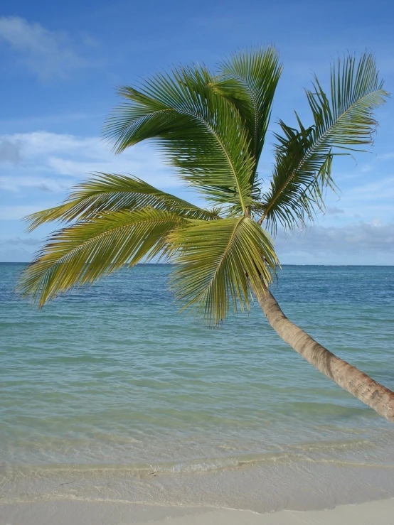 a coconut tree that is on the beach near water