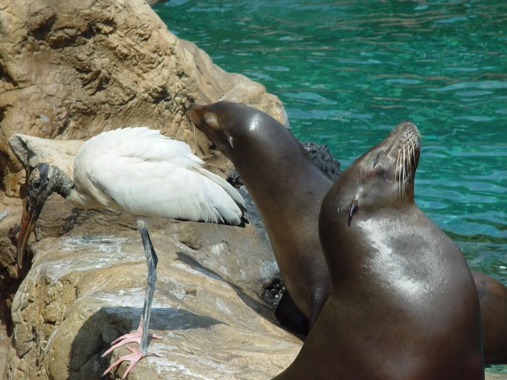 two sea lions with their beaks touching the face of another