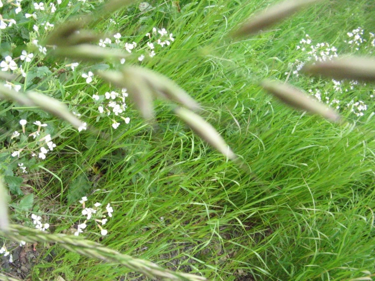 some grass and white flowers in the wild