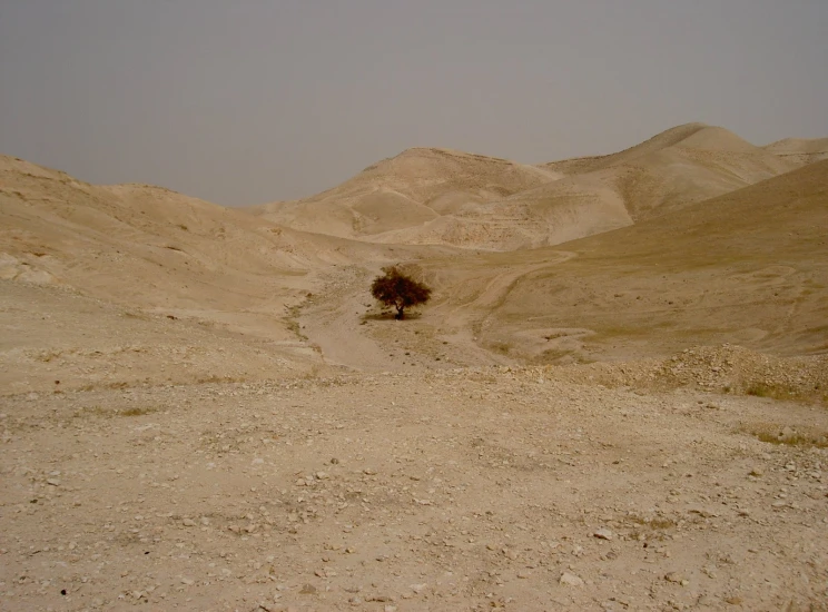 tree in the middle of a barren land