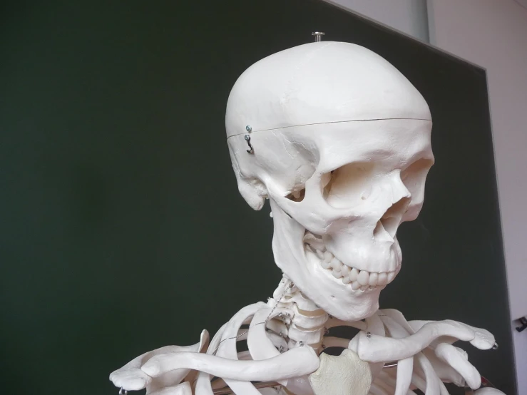 a medical model of the skeleton is shown