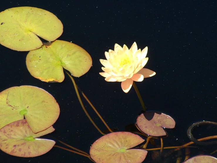 water lillies floating in the river next to lilies