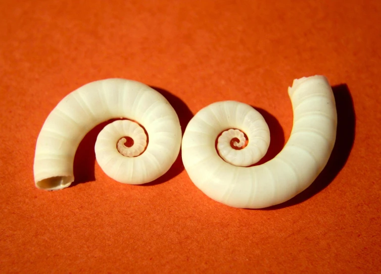 a pair of spirally shaped objects on an orange table