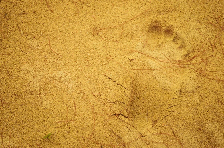 a sandy area with dirt and a small bird's footprints
