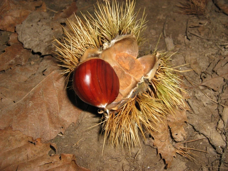 a rotten nut on the ground with some dirt and brown leaves