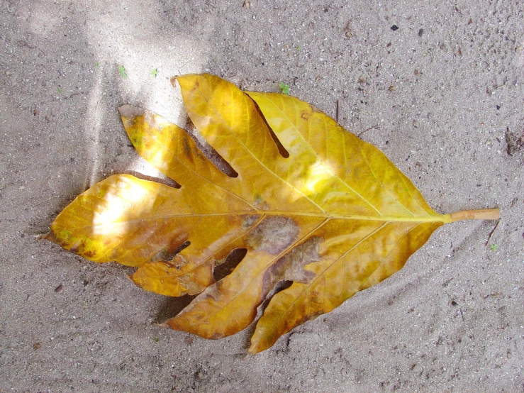 an orange and yellow leaf on the pavement