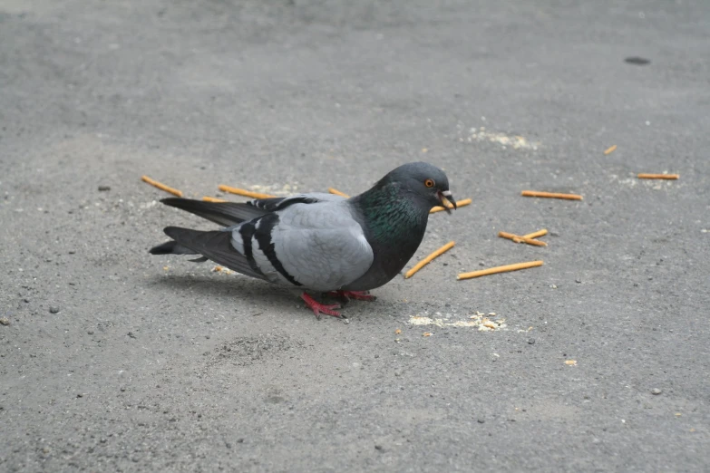 a pigeon standing on top of a lot of debris