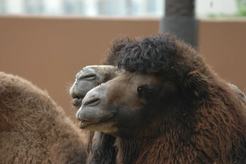a close up view of two camels one has a large hairdow