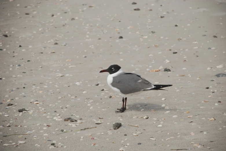 a seagull walking along the sandy beach