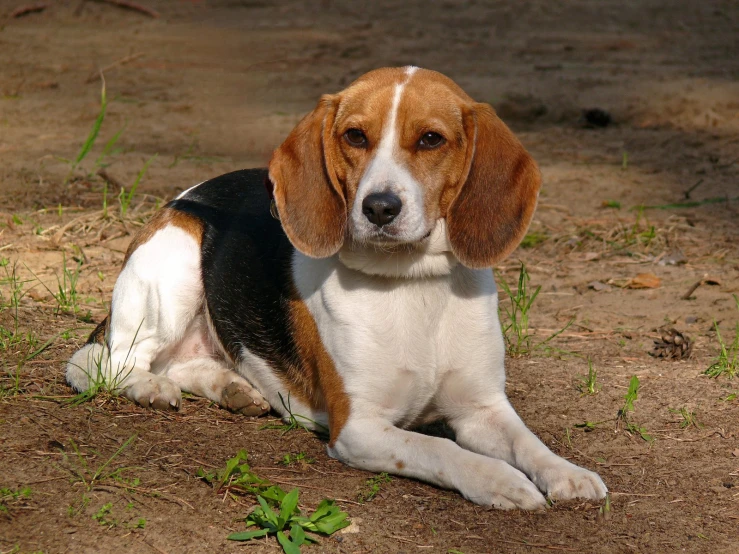 the small dog is laying in the dirt