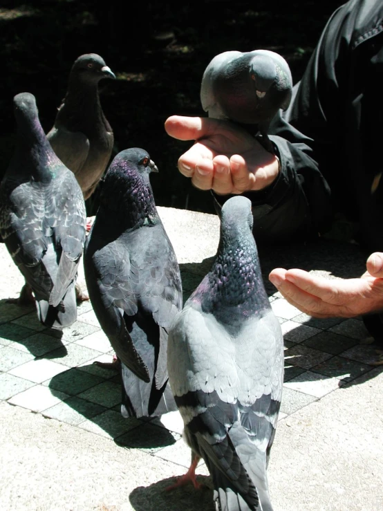 a person that is petting some kind of bird