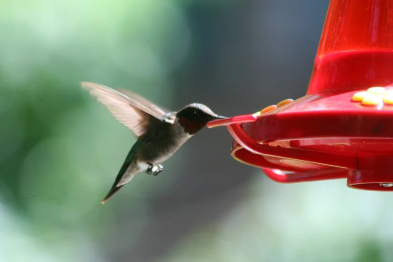 a bird that is feeding from a hummingbird feeder