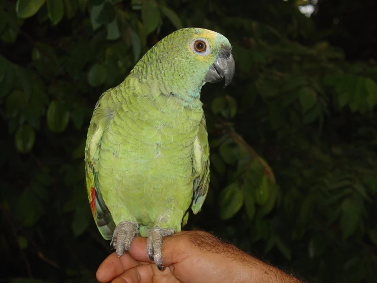 a small yellow bird is standing on the palm