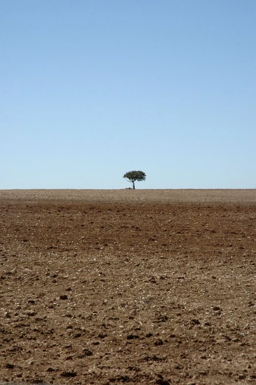 lone tree in a desert, with a clear blue sky above