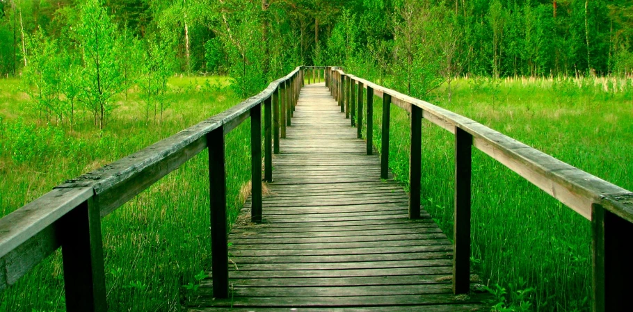 the long wooden bridge is surrounded by green trees