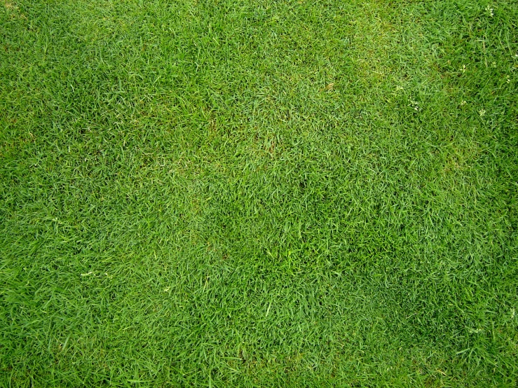 a picture of some grass i just took of