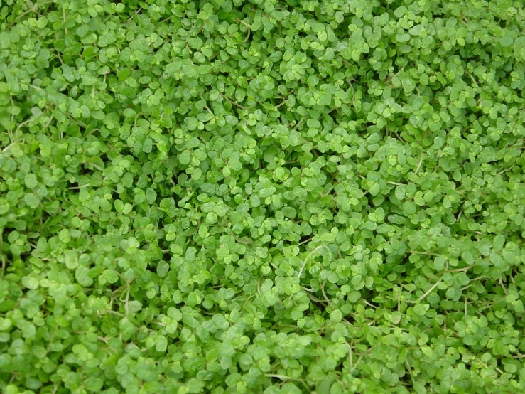 a close up of some plants with leaves