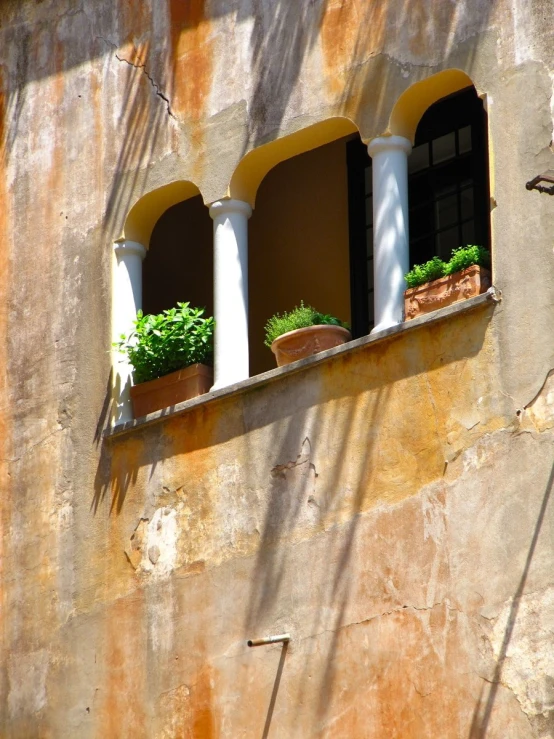 a row of plants sitting on top of windows in a building