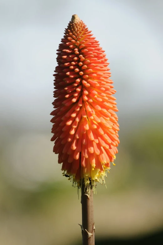 this is a orange flower on a long stalk