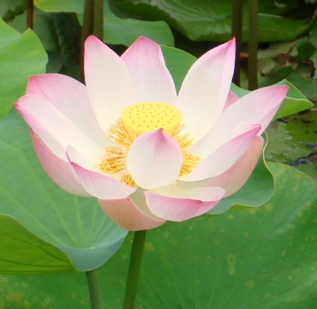 the large, pale - colored lotus is in a full bloom