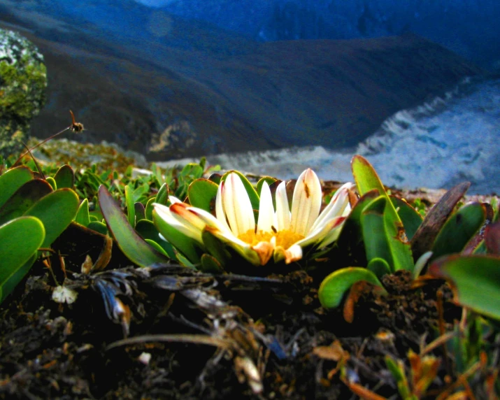 small white flowers are placed on the side of the cliff