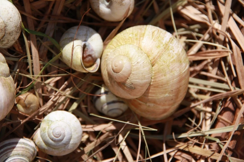 several different sized snails are seen crawling in the grass